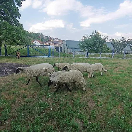 Sarajevo *